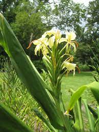 Hedychium Flavum Yellow Butterfly Ginger Plants Virtual Flowers Plant Guide