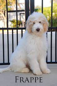 Pin On Goldendoodle Parents Of Smeraglia