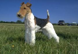 This breed has a long face that is more slender than the jack russell terrier, which it resembles. Fox Terrier Wire Haired Breed Dog Breeders Gallery