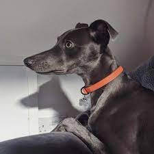 Pros And Cons Of Adopting A Shelter Dog Whippetlife Whippets Of Insta Whippetpuppy Whippetsofinstagram Whippetlove Whippet Puppies Whippet Shelter Dogs