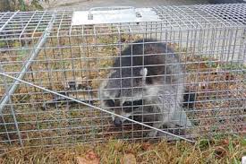See more of raleigh cary bat control apex bat removal on facebook. Bat Removal And Bat Prevention Services Bat Control Clayton Raleigh