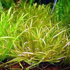 Image result for Blyxa aubertii