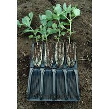 Deeper cells tend to promote faster growth. Buy Rootrainers Delivery By Crocus