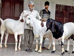 It is cross bred from another indian breed named the jamunapari goat. Rs 22 Lakh Exotic Goats For Eid Lucknow Trader Makes A Killing Lucknow News Times Of India