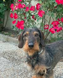 Find the perfect dachshund puppy at puppyfind.com. Wire Haired Dachshund Puppies Alabama Bmo Show