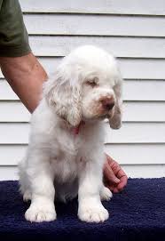 Dog adoption · rescue information · cute puppies · find your favorite Pin On Animal Planet