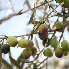 Maybe you would like to learn more about one of these? 10 Varieties Of Fruiting Olive Trees You Can Grow