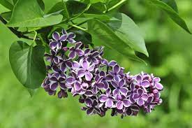 Lilac Flower Meaning Flower Meanings Lilac Flowers Lilac Plant