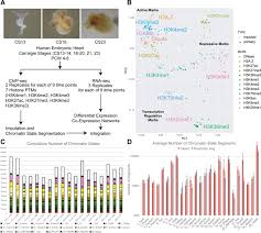 20% от 120 рублей = 24 рубля. Epigenomic And Transcriptomic Dynamics During Human Heart Organogenesis Circulation Research