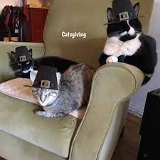 تويتر Cats In Hats على تويتر Your Cat Probably Needs A Pilgrim Hat Our App Can Help You Download Cats In Hats From The Appstore Https T Co Mzanesxtfo Catsgiving Cats Thanksgiving Https T Co Vpllb98lmt