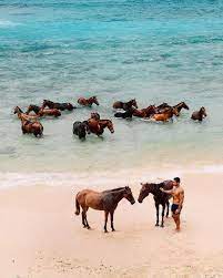 Travel Nation On Instagram These Are The Swimming Horses Of Sumba Every Day They Run Up And Down The Beach Largest Horse Breed Beautiful Horses Horse Life