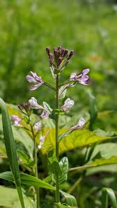 Image result for Cleome monophylla