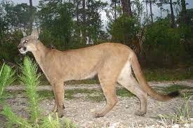 Florida state university zu bestpreisen. Florida Panther Wikipedia