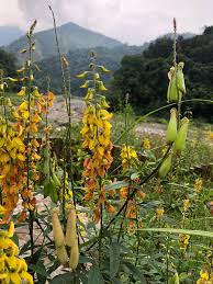 Image result for Crotalaria reptans- intermediates with pisicarpa