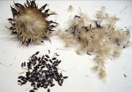 Image result for Leonotis myrothamnifolia