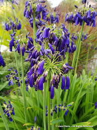 Image result for Agapanthus inapertus