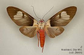 Image result for Maerua andradae