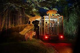 Singapore Night Safari Tips How To Have A Wonderful Trip In Singapore Night Safari Living Nomads Travel Tips Guides News Information Bali Activities Bali Travel Cool Places To Visit