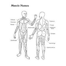 Top 10 Anatomy Coloring Pages For Your Toddler Anatomy Coloring Book Muscle Anatomy Human Body Systems