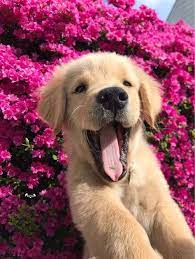 Dogs And Allergies What You Need To Know Dogtime Cute Animals Cute Baby Animals Puppies