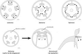 Image result for Andropterum