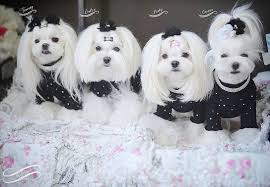 Maltese Dog Grooming Korean Style Asian Style Updo Hairstyles For Maltese Dogs Maltese Dogs Maltese Dogs Haircuts Maltese Puppy