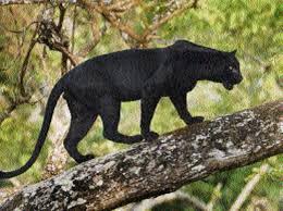 Black leopards fc is a south african football club based in thohoyandou, vhembe region, limpopo that plays in the premier soccer league. Unconfirmed Sighting Of Black Leopard In Pench The Hitavada