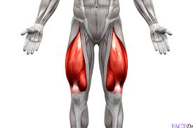 The quadriceps (or quads) describe the four muscles located on the front of the thigh. The Quadriceps The Islander