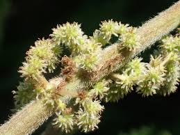 Image result for Boehmeria nivea