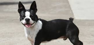 Boston Terrier Cinsi Kopek Bakimi Ve Ozellikleri