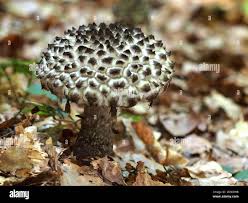 Image result for Strobilomyces strobilaceus