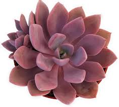 Order succulent plants, cuttings, seeds and more. Top 20 Most Beautiful Purple Succulents In The World Succulents Network