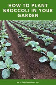 In this complete growing guide we will be talking about how to growbroccoli fro start to finish. How To Plant Broccoli In Your Garden Tricks To Care