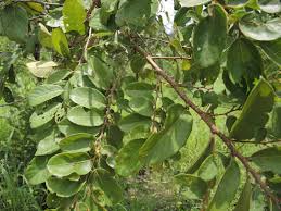 Image result for Bridelia ferruginea