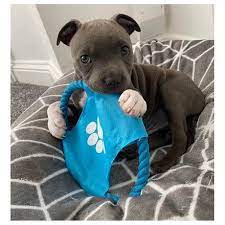 The teacup pitbull puppies have become so popular in recent years. Available Pitbull Pitbull Puppy For Sale