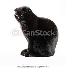 This black cat breed came to america on the. Close Up Serious Black Cat With Yellow Eyes In Dark Face Black Scottish Fold Cat With Golden Eyes Portrait Of The Cat Canstock
