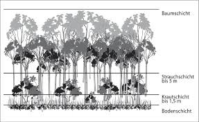 Stockwerke Wald Stratification Vegetation Wikipedia The Free Encyclopedia Forest Ecosystem Vegetation Ecosystems