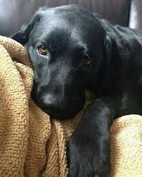 Labrador Retriever Pup Classic Look Black Labs Dogs Puppies Lab Dogs
