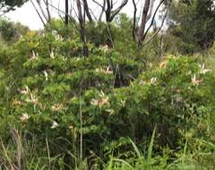 Image result for Bauhinia macrantha