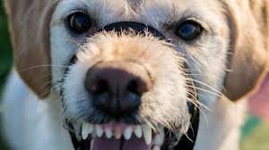 Gesu' secondo il dottore richard neave. Donna Morta Sbranata Dai Suoi Cinque Cani A Grugliasco Quotidiano Piemontese