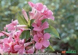 Image result for Mansoa difficilis