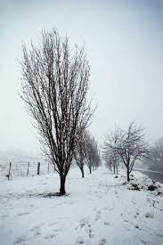 Graph plots open in graphs. Snow Predicted Near Blayney On Friday According To Bureau Of Meteorology Forecast Blayney Chronicle Blayney Nsw
