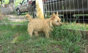 The norwich terrier is one of the smallest terrier breeds, deriving its roots in the united kingdom. Norwich Terrier Puppies For Sale San Diego Ca 155548