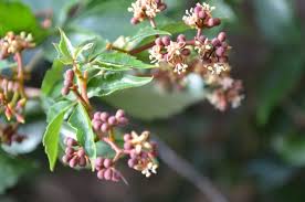 Image result for Hirpicium