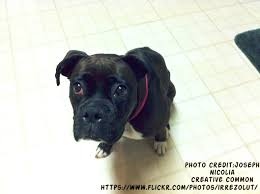 So you can have a black and white boxer puppy that has 30+ percent white patches and this puppy will still be considered a white boxer dog. Black Boxer Puppies Boxer Dog Info And Health Tips