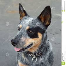 Black And White Blue Heeler Clipart Blue Heeler Austrailian Cattle Dog Dogs Dog Photos