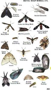 43 Expository Insect Identification Chart