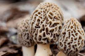 The dried form is more expensive per pound because the mushrooms are lighter, and it takes many more to make up a pound. What Are Morel Mushrooms How Do You Cook With Them Allrecipes