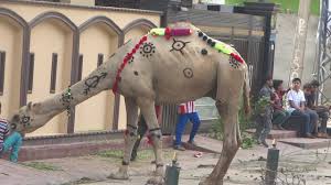 How do i make my jms endpoint transactional? How Camel Sit Youtube