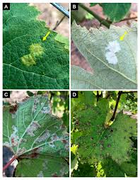 Image result for peronospora grapevine
